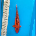 Red mizuho 44cm Female