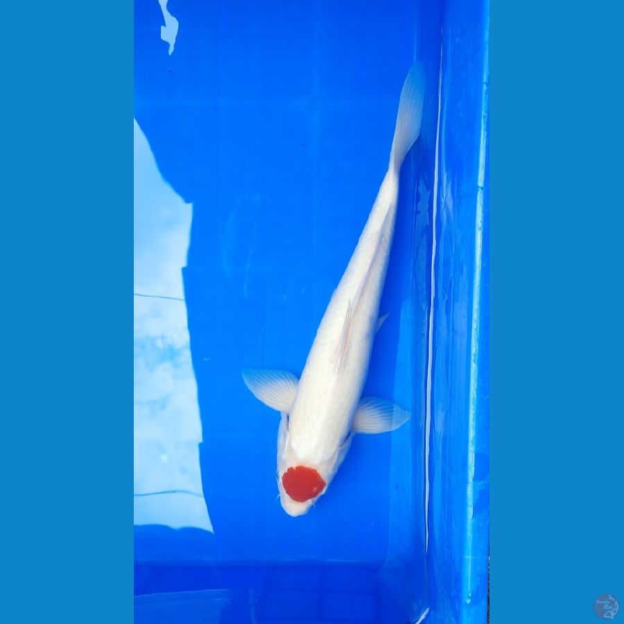 Tancho kohaku