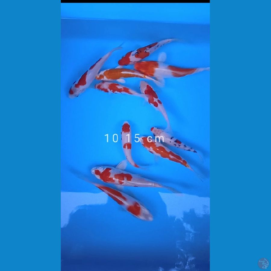 doitshu 10 ekor size : 10 15 cm