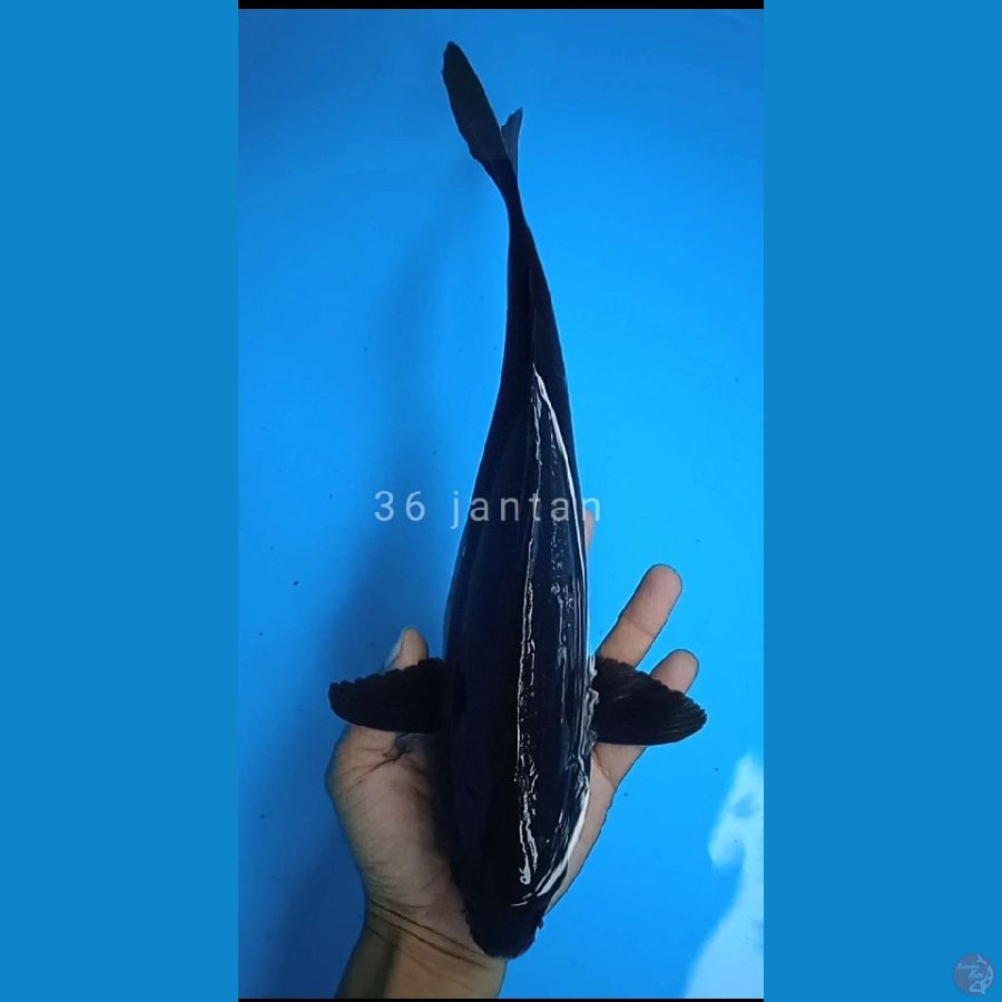 karashu size : 36 cm jantan 