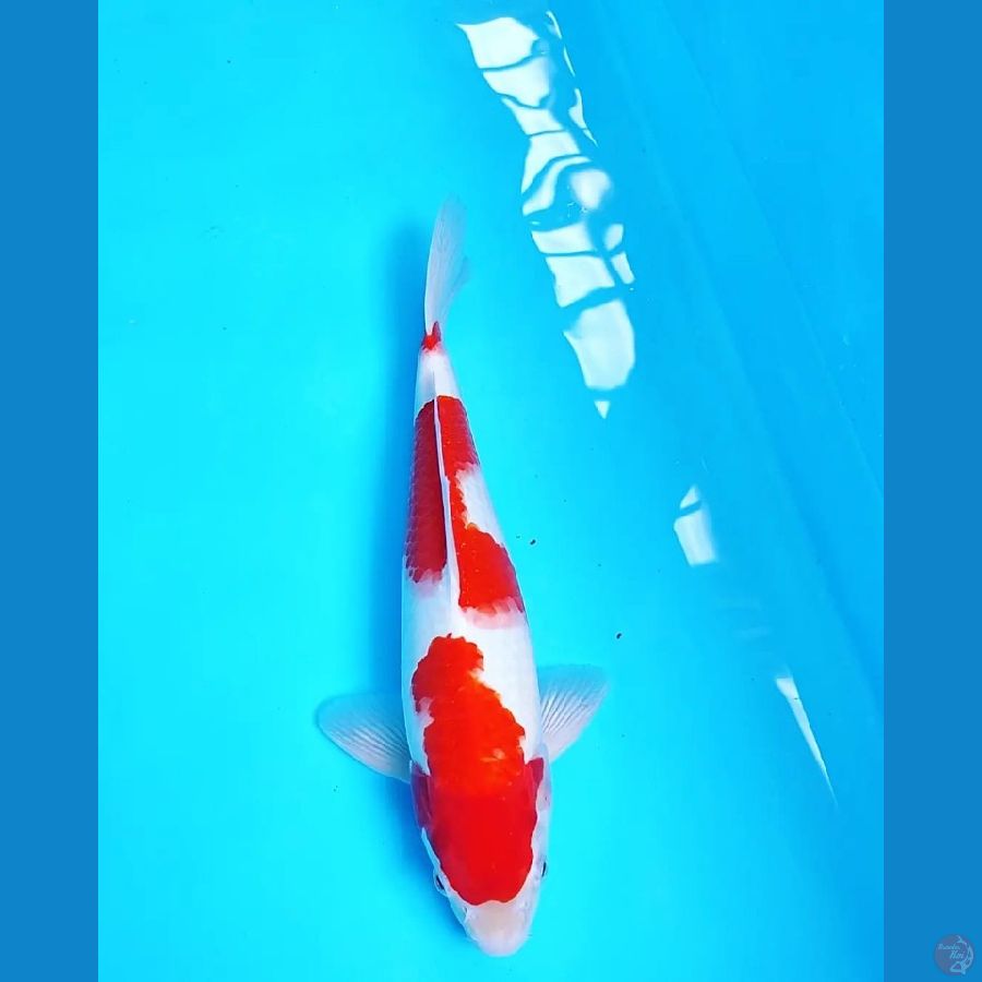 NGUPOYO 03 KOHAKU 36 MALE