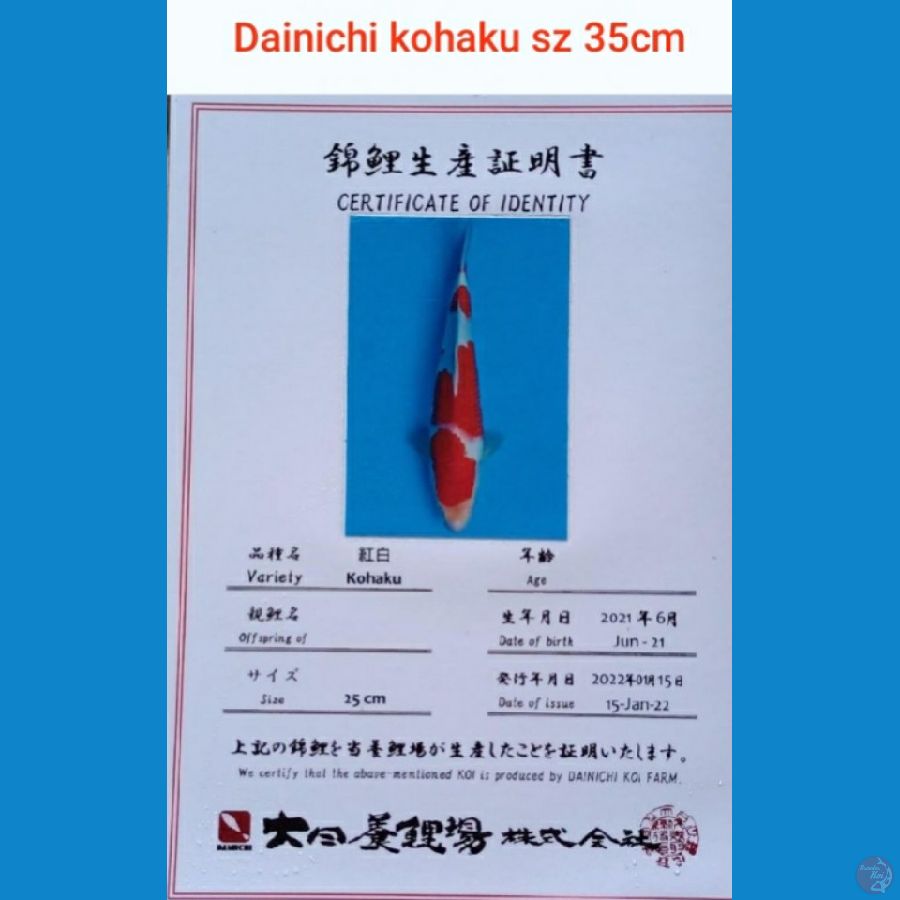 Kohaku Dainichi