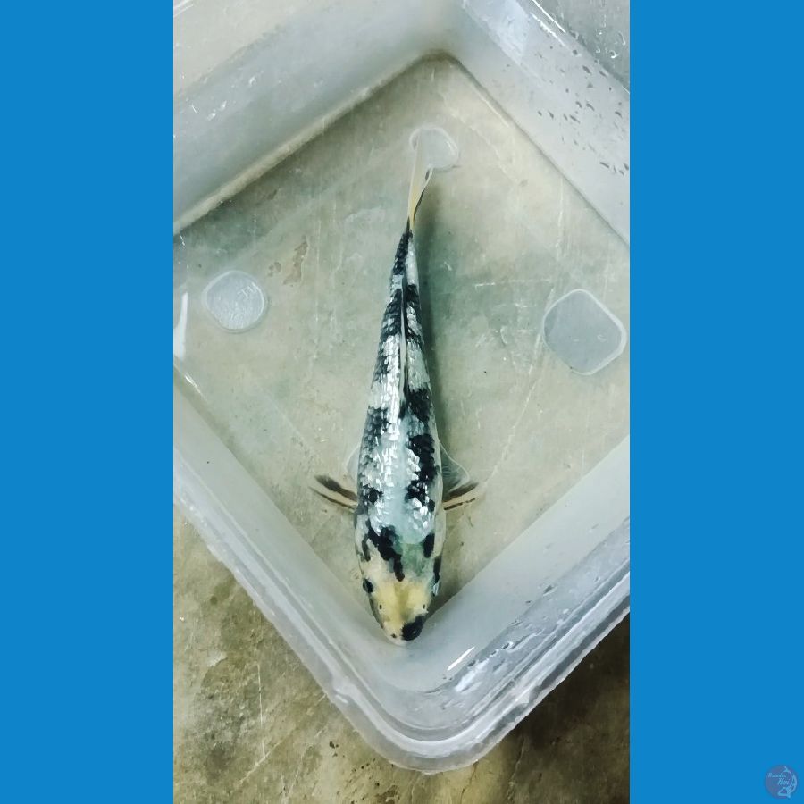Shiro Ginrin 17cm