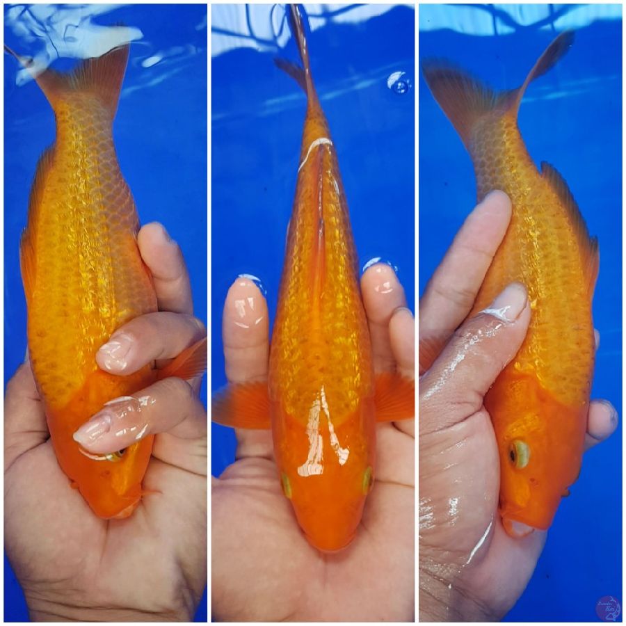 Caramel ginrin 22 cm