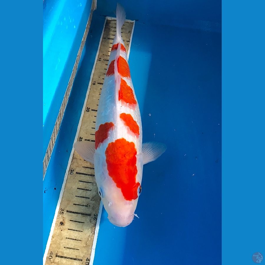 kohaku ginrin 35cm