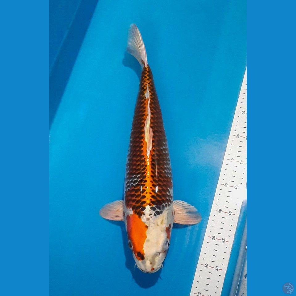 kujaku 48 cm import Tanaka