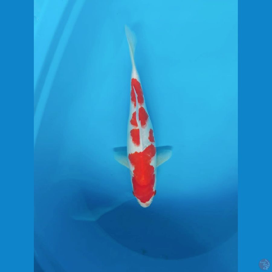 Domino -2 - Kohaku 30cm