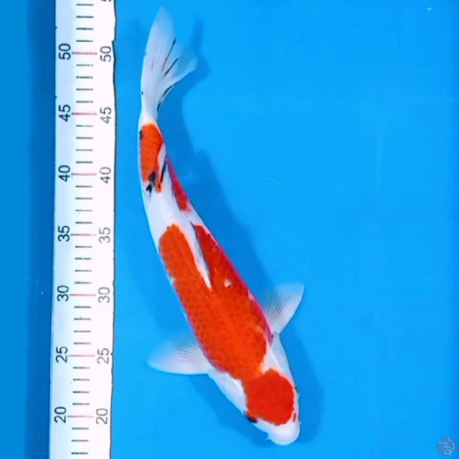 Male 36CM