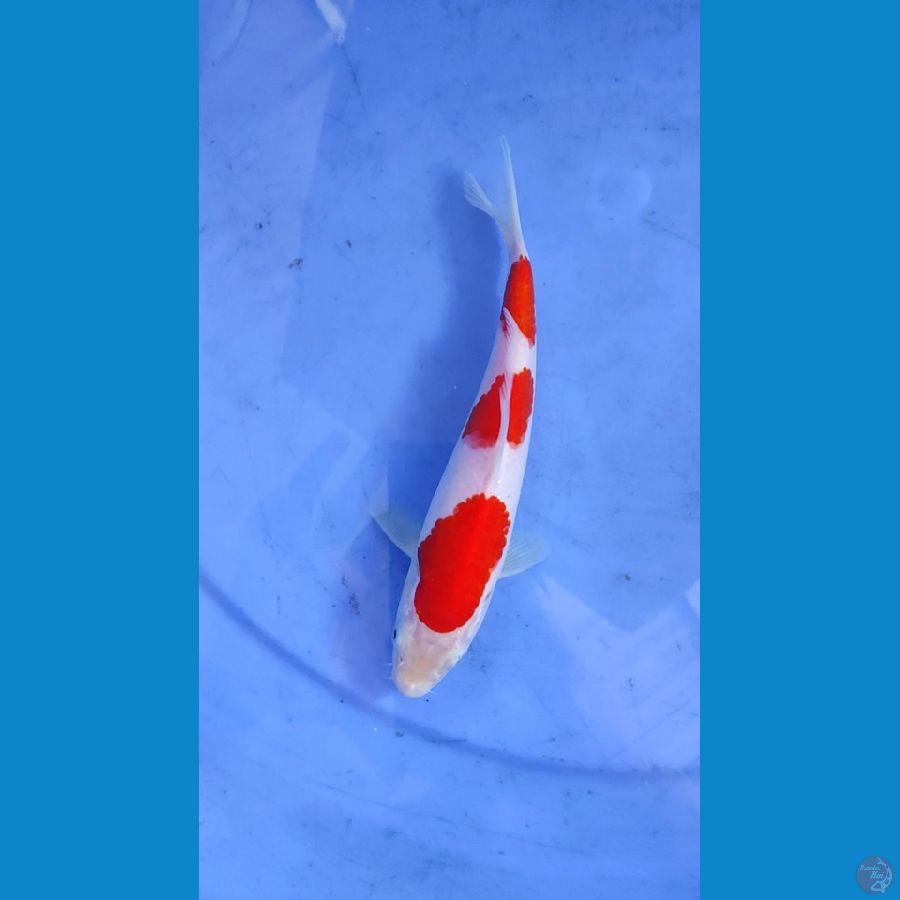 Kohaku Murni 19cm