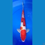 doitshu murni super red 45cm