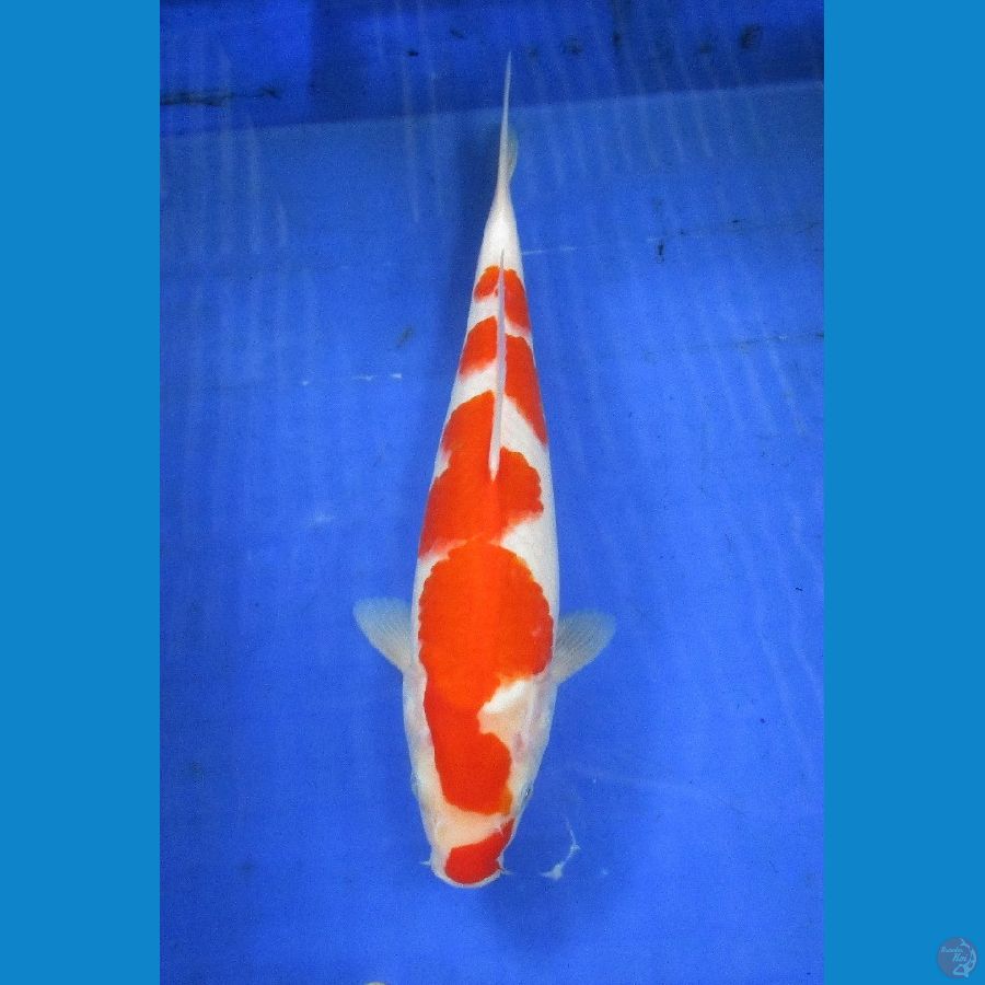 Kohaku  ±30cm