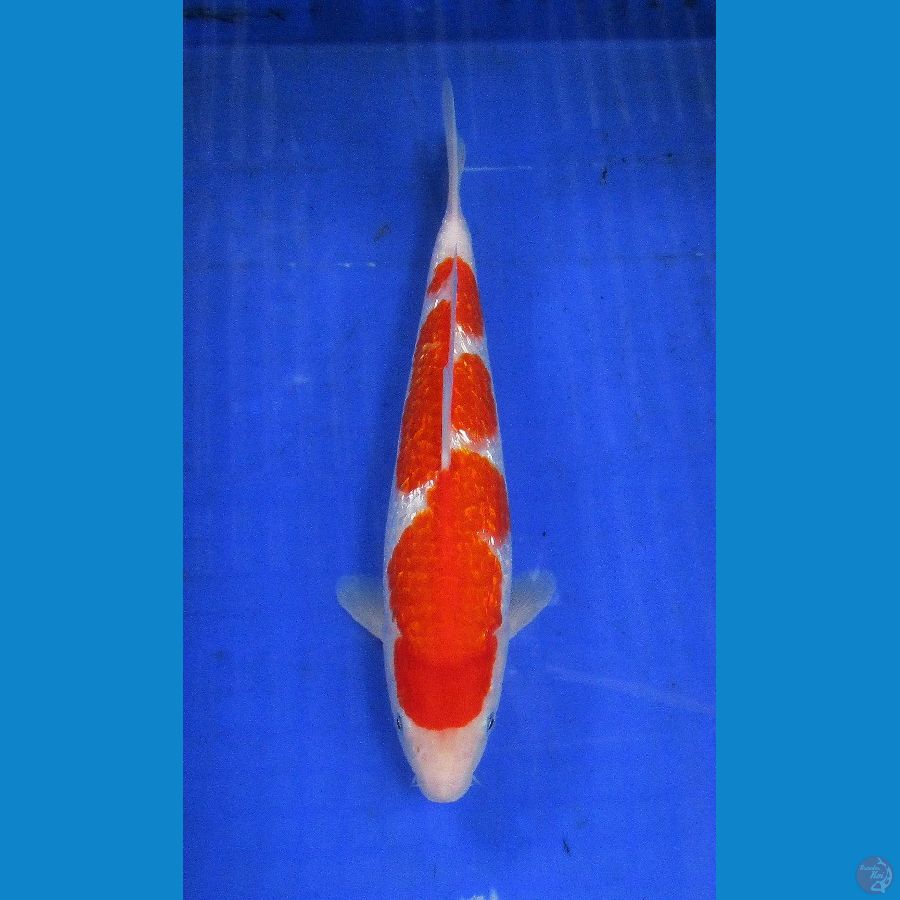 Kohaku ginrin ±31cm