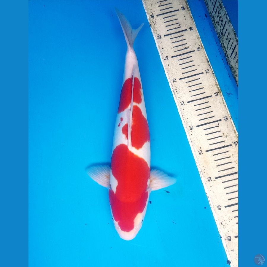 kohaku doitsu 39cm