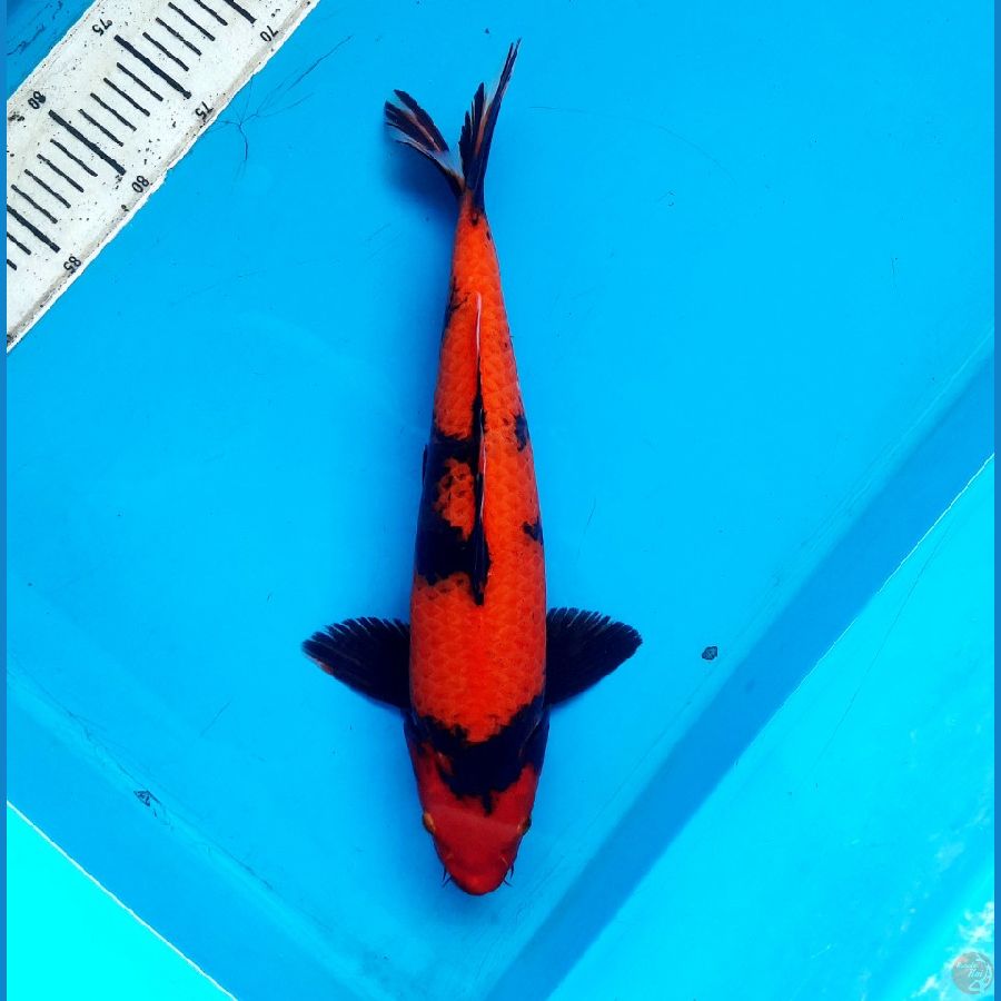 Hi utsuri 40cm Male