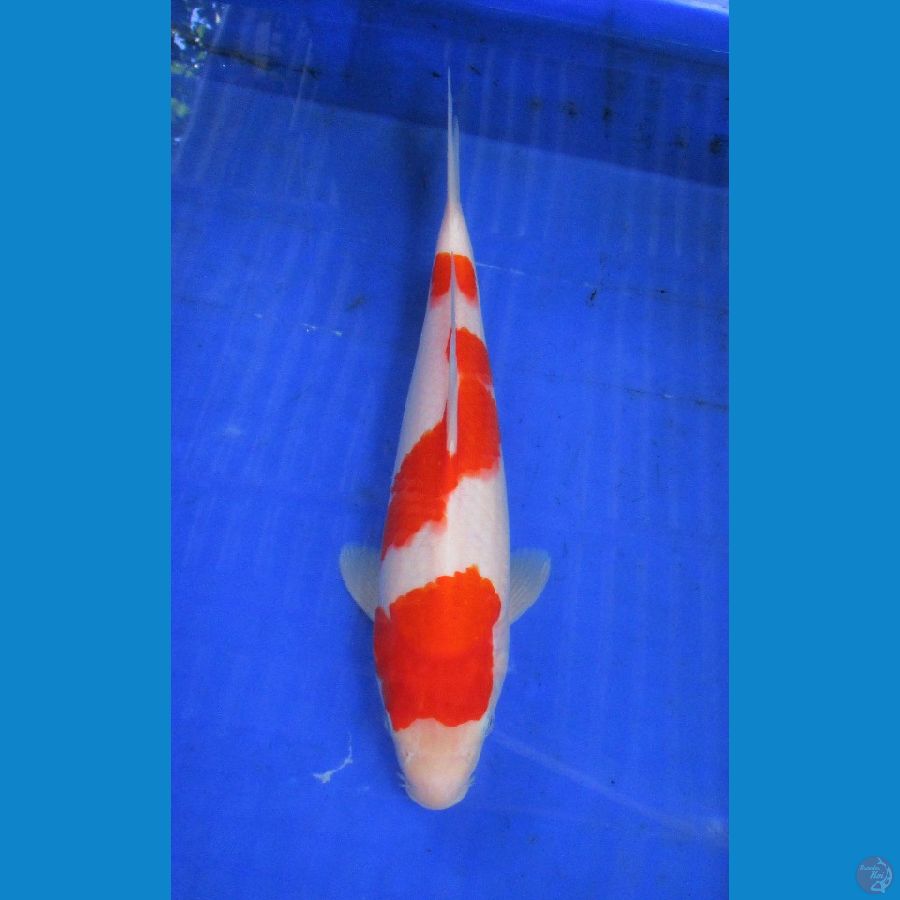 kohaku ±30cm