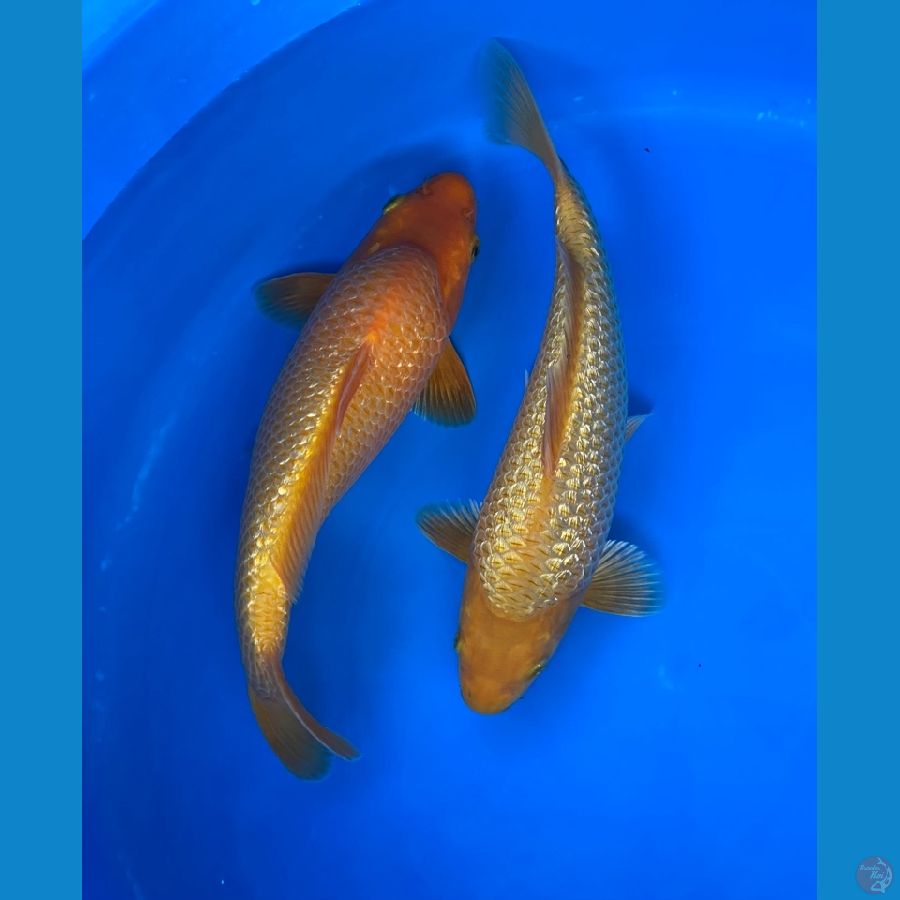 2 ekor caramel ginrin SQ munuk unta