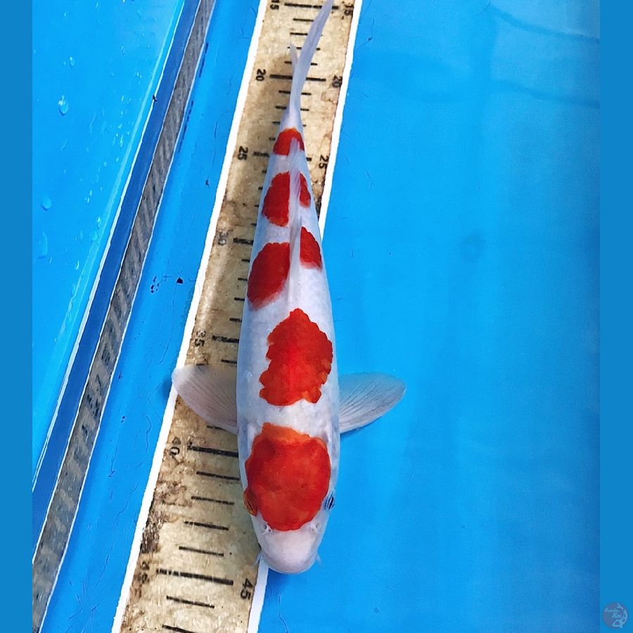 maruten kohaku 26cm