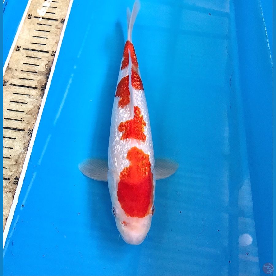 kohaku ginrin 24cm