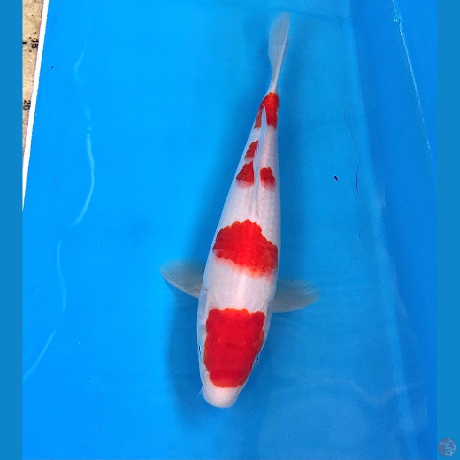 kohaku 24cm