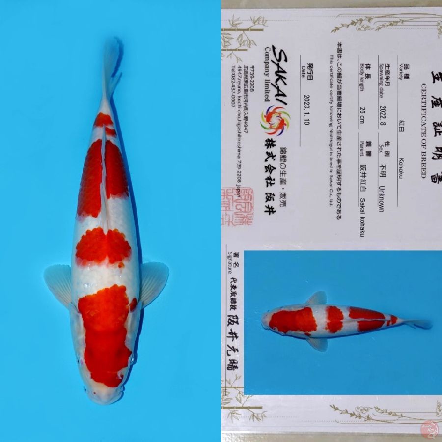 SAKAI YONDAN KOHAKU 35CM