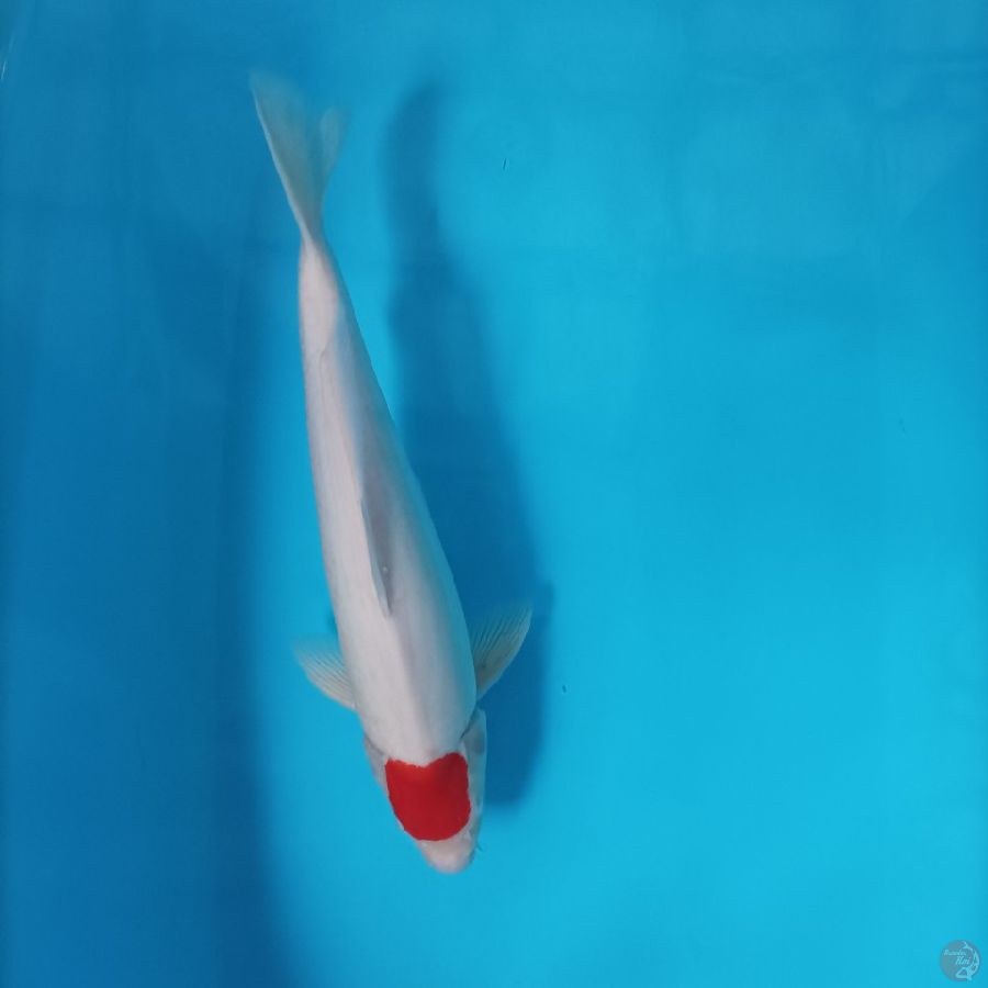 tancho kohaku male 43 cm