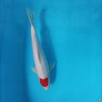 tancho kohaku male 43 cm