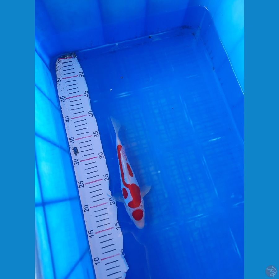DOITSU 23 CM