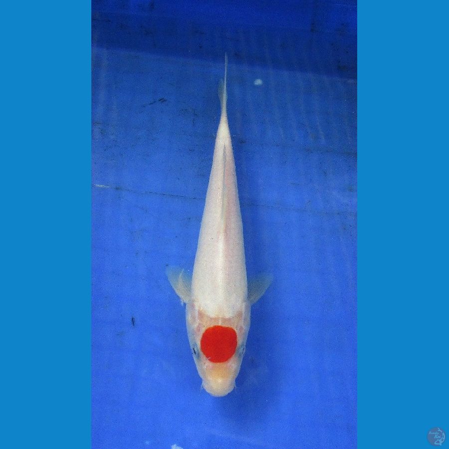 tancho ±25cm