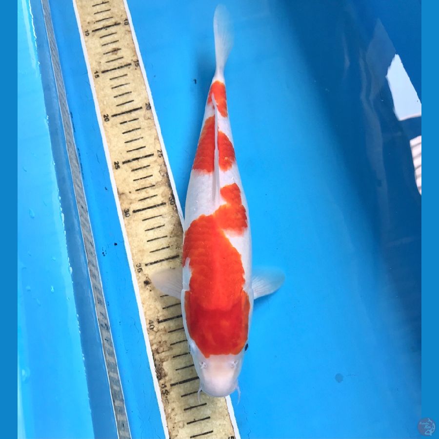 kohaku 33cm