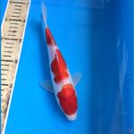 kohaku 23cm