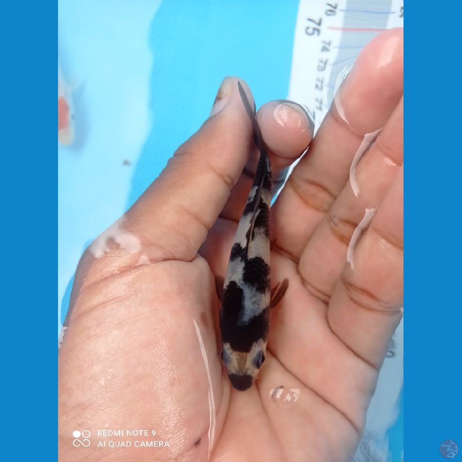bocil siro