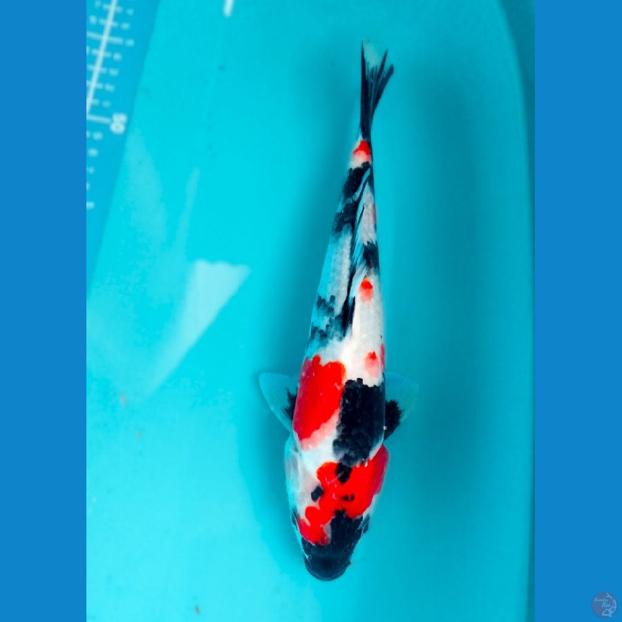 showa 26 cm