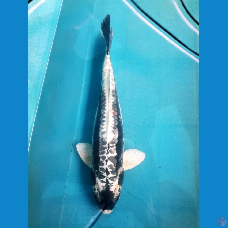 Black Susui 50 Cm Female 