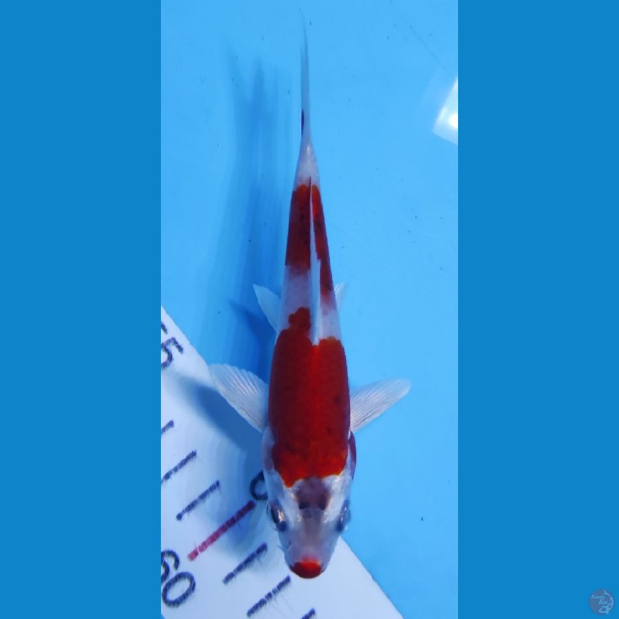 yamato nishiki 13cm
