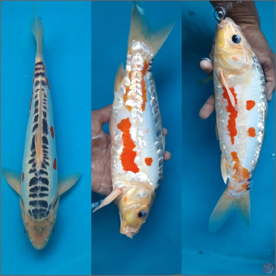 Shusui 33cm female