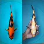 Hi utsuri 28cm Male