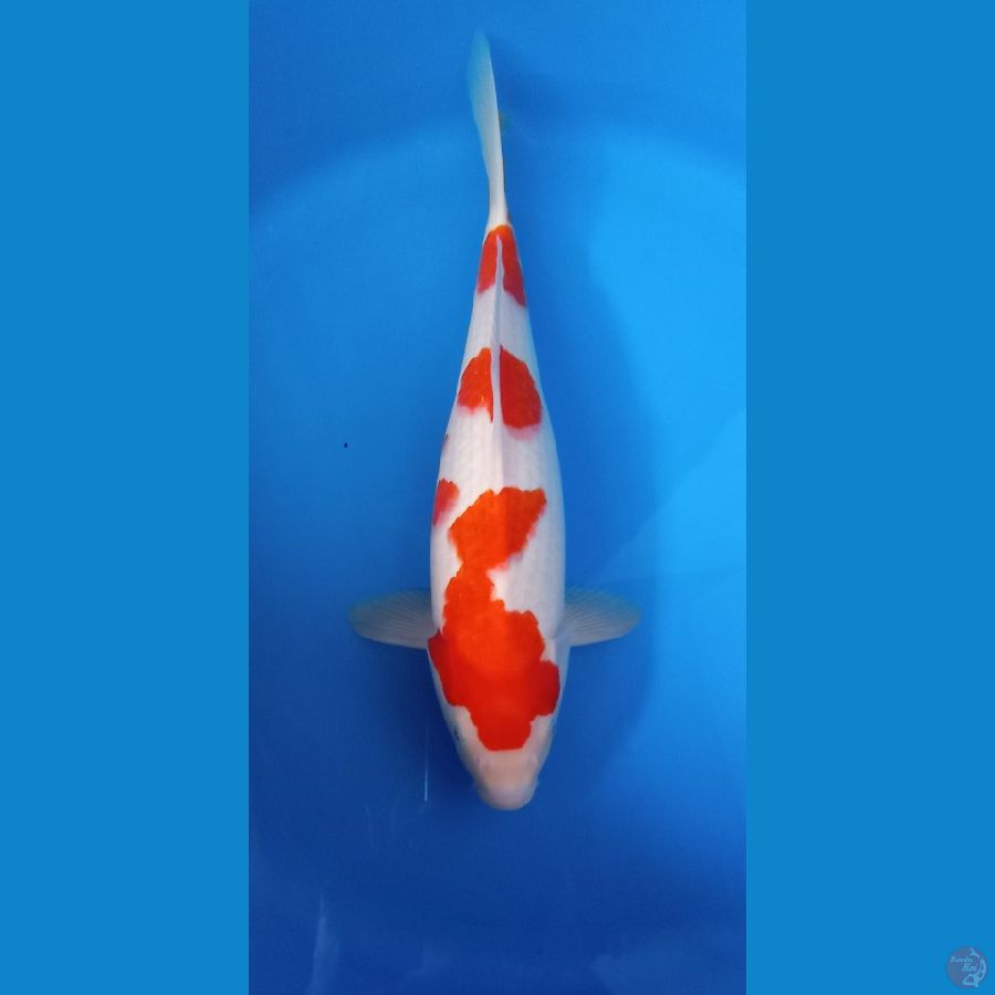 KOHAKU 40CM