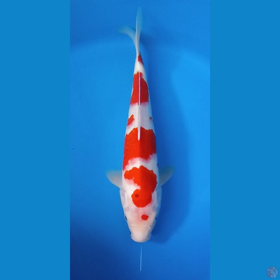 KOHAKU 37CM