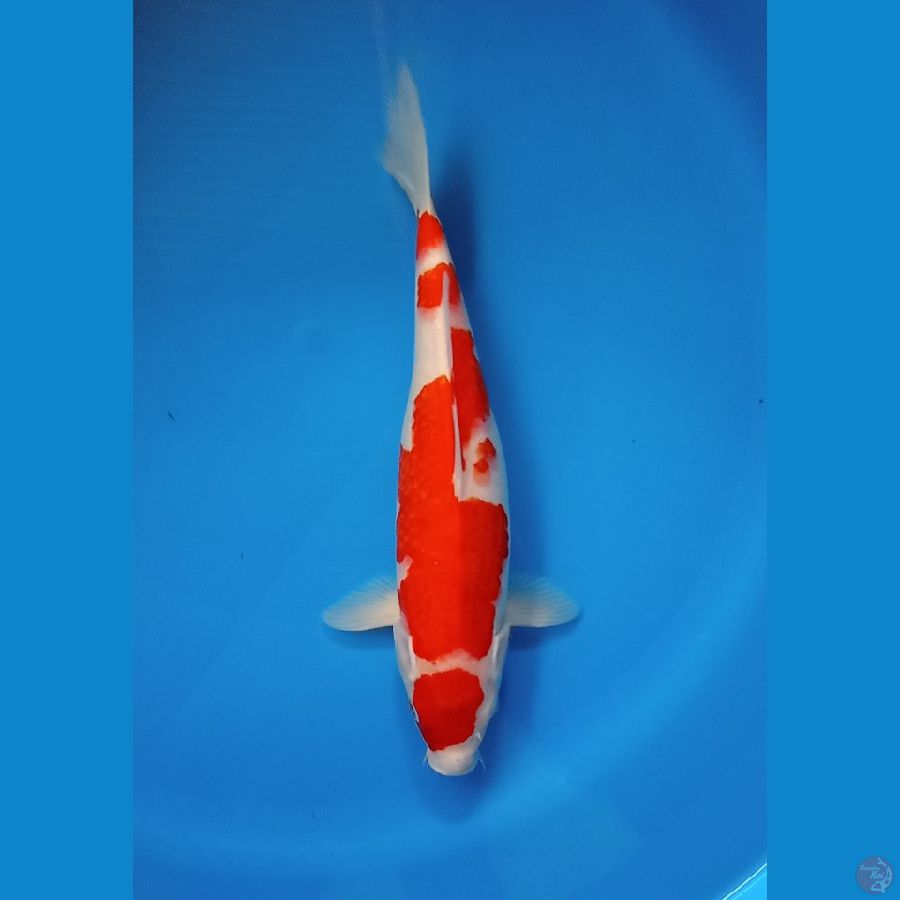 KOHAKU 31cm