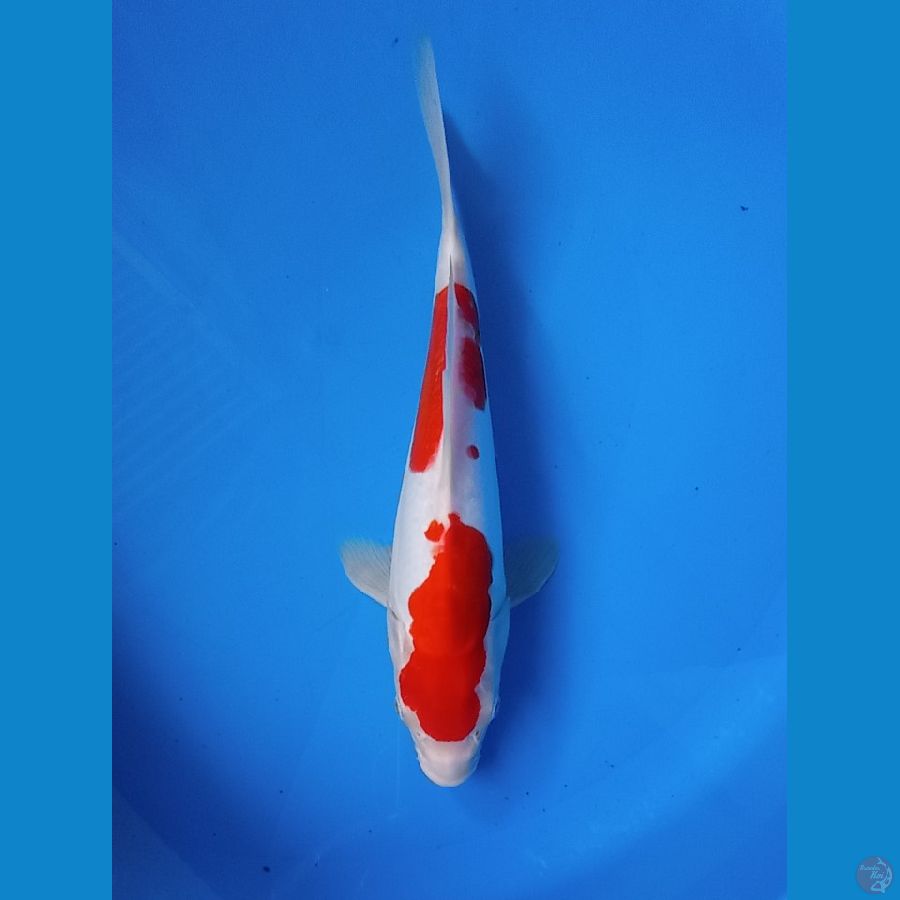 KOHAKU DOIT28CM