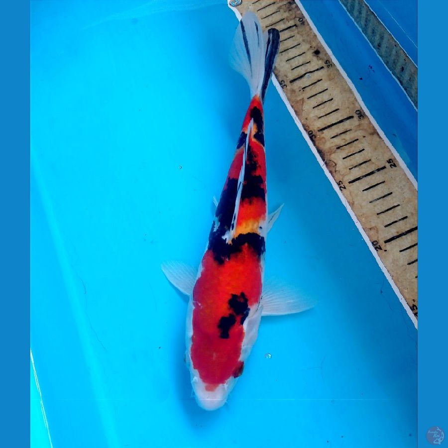 sanke 27 cm