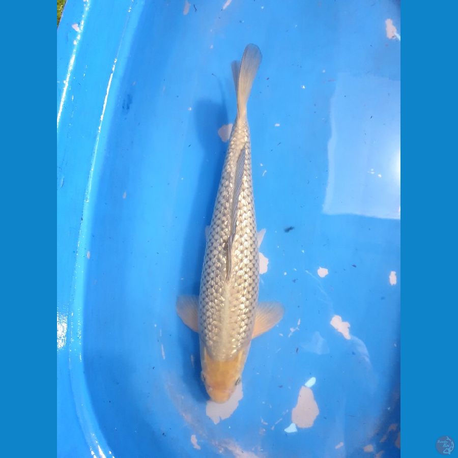 Soragoi Ginrin Male 48cm