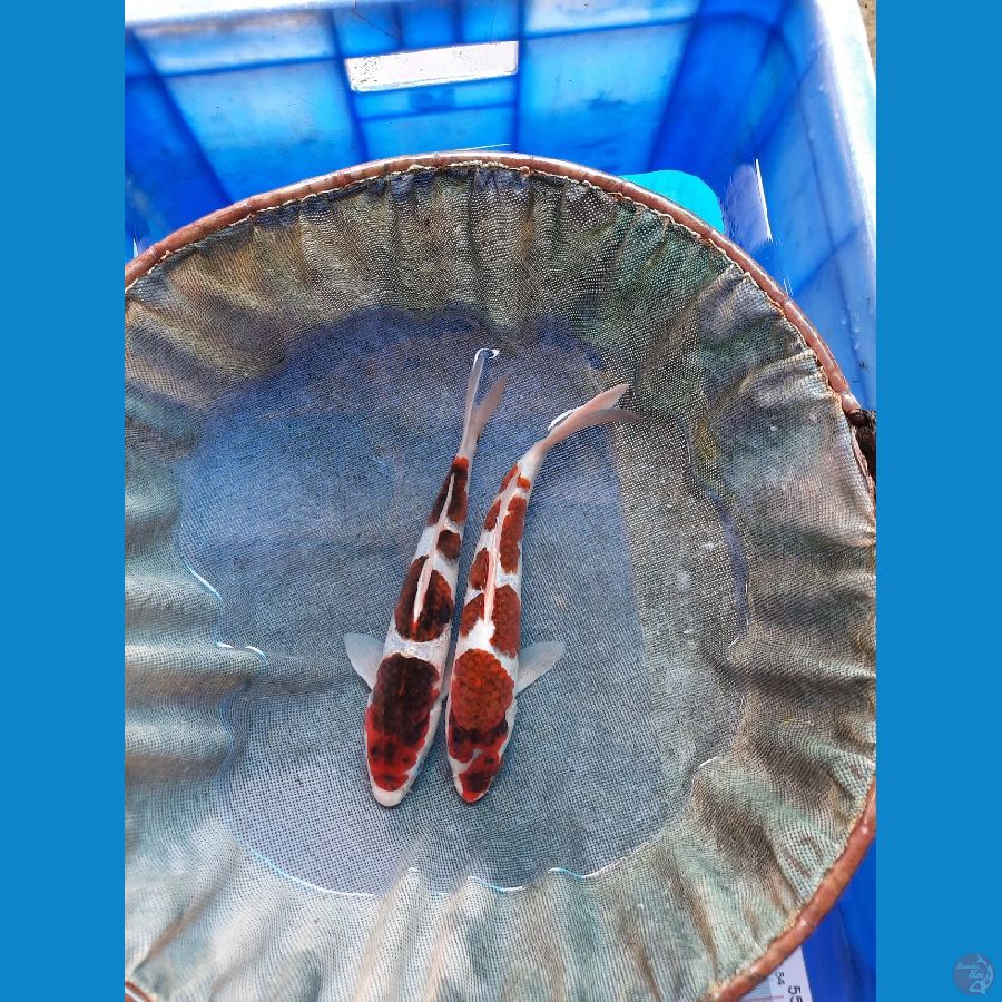 Ai goromo 26-27 cm