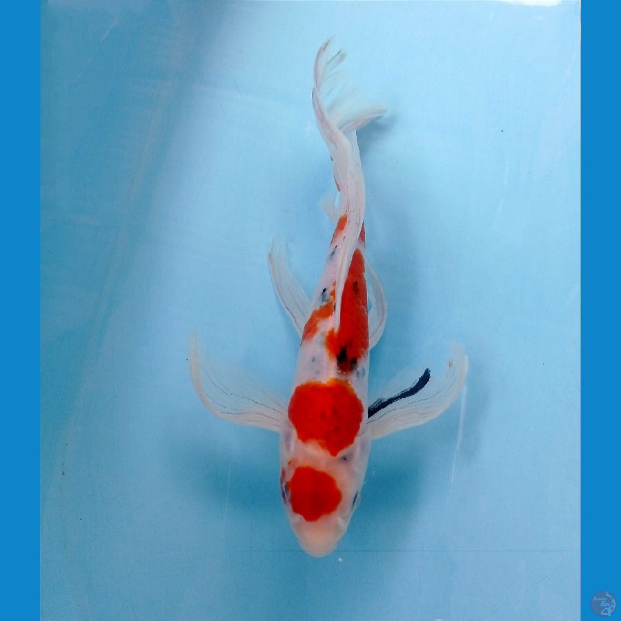 kumpay sanke 29 cm
