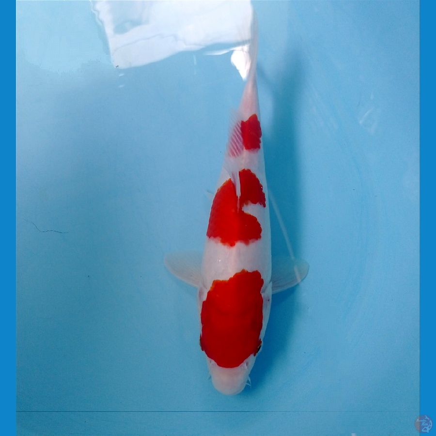 kohaku 27 cm 