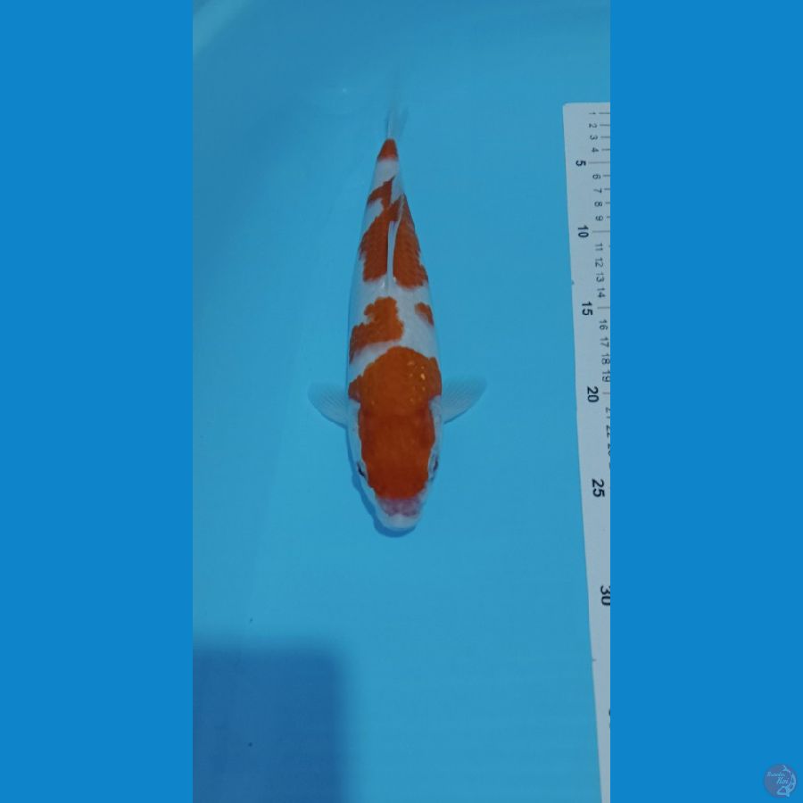 KOHAKU 28 CM