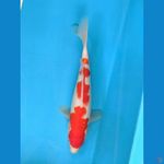 KOHAKU 27CM FEMALE 