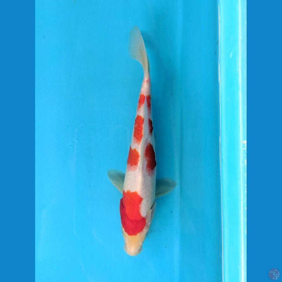 KOHAKU 24CM FEMALE 