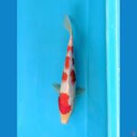 KOHAKU 24CM FEMALE 