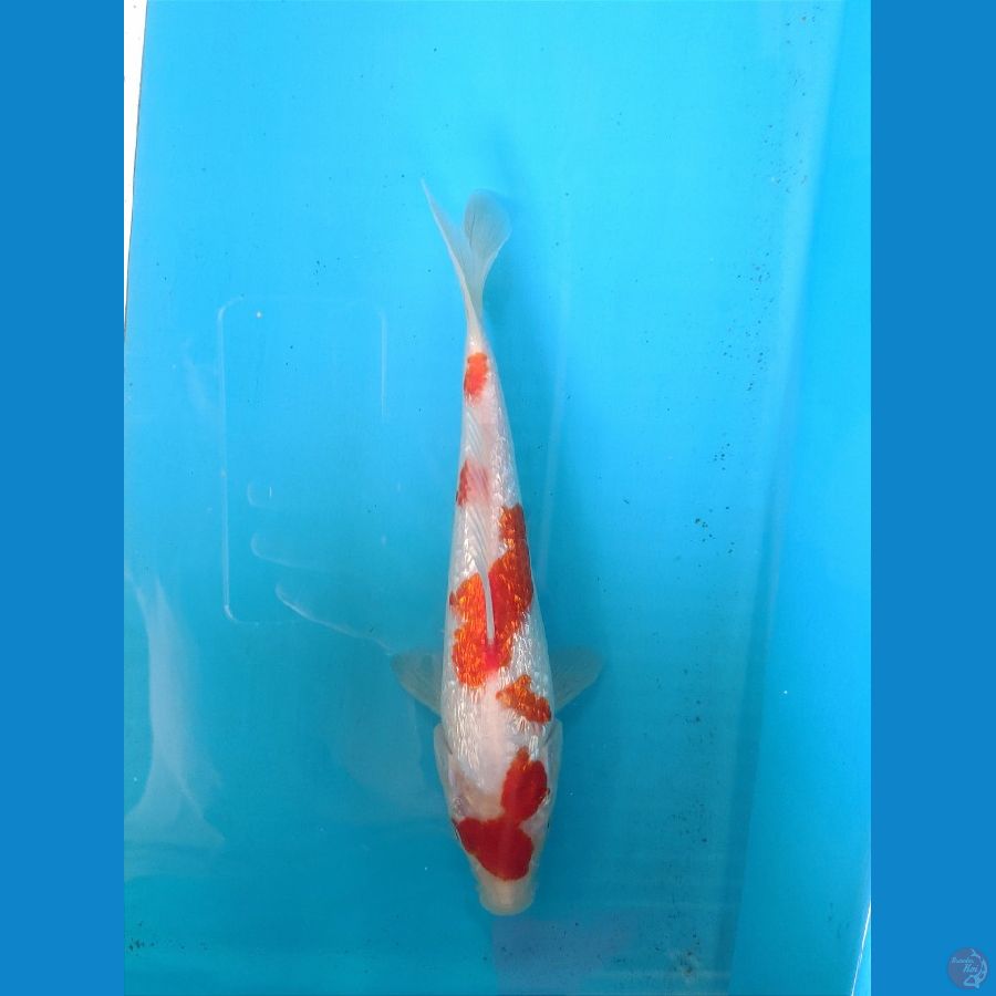 KOHAKU GINRIN 23CM FEMALE 